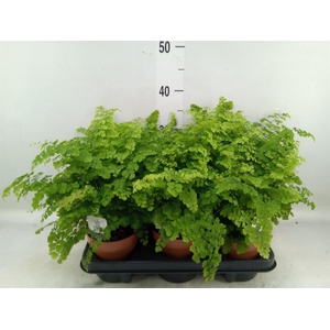 Adiantum raddi. 'Fritz-Luthi'