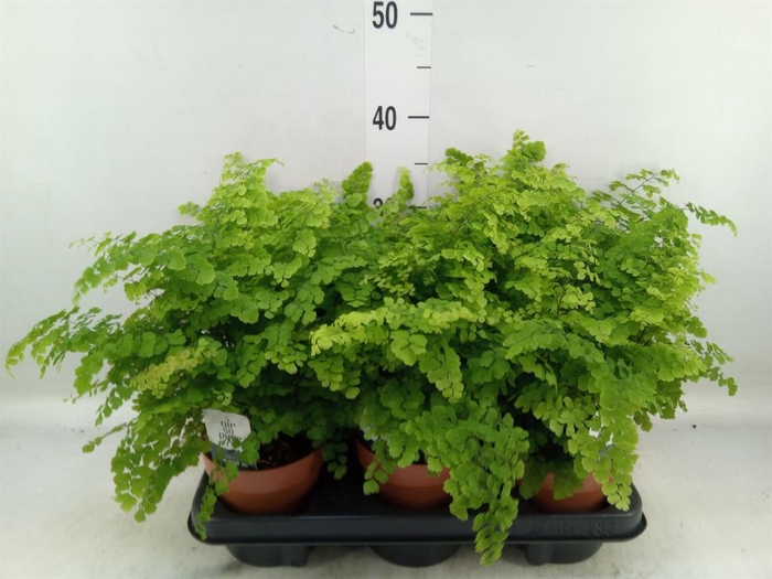 <h4>Adiantum raddi. 'Fritz-Luthi'</h4>