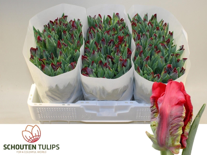 <h4>TU PA SEADOV PARROT</h4>