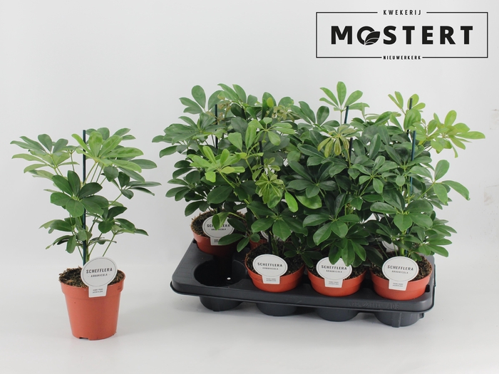 <h4>SCHEF AR NORA</h4>