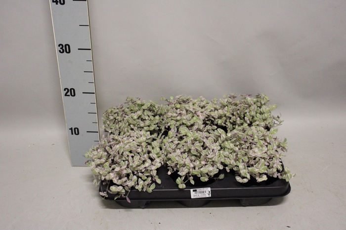 <h4>Indoor Peperomia 4</h4>