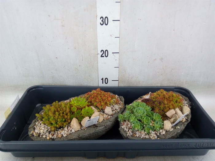 <h4>Arr.   Tuinplanten L%</h4>