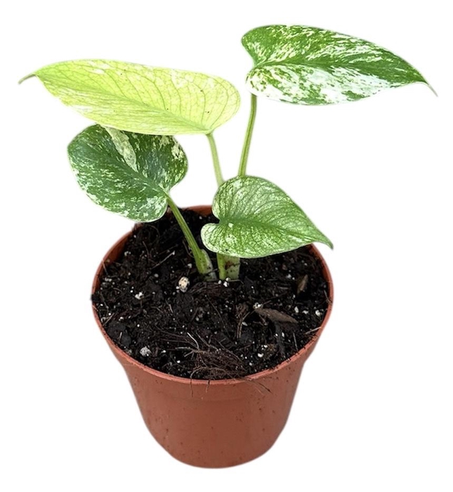 <h4>Monstera Mint</h4>