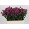 Limonium sinuatum Rosa Sun Birds