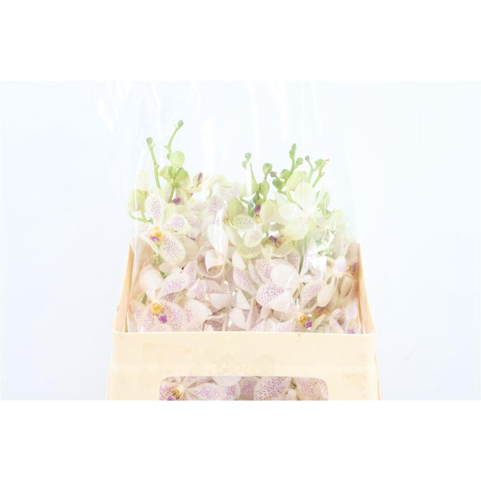 <h4>Mokara Bangkhuntien</h4>