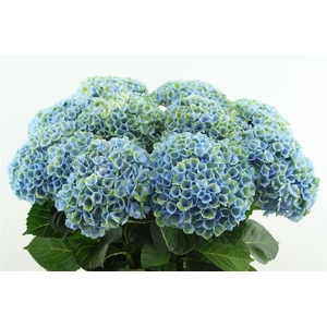 Hydr M Revolution Blue 80-16