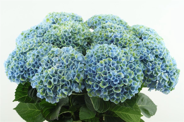 <h4>Hydr M Revolution Blue 80-16</h4>