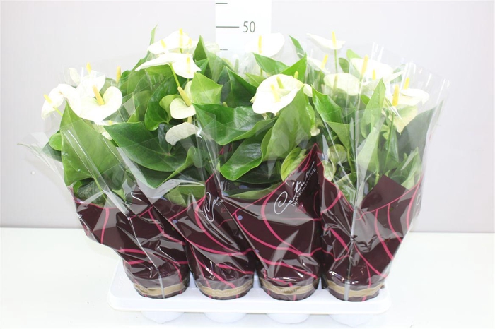 <h4>Anth An Wit</h4>