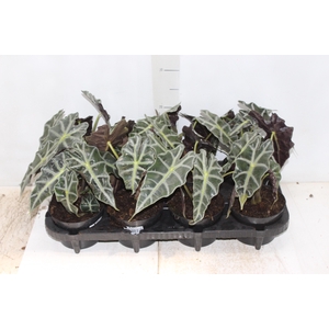 ALOCASIA POLLY P12