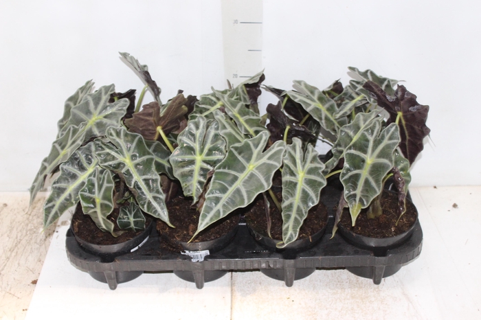 <h4>ALOCASIA POLLY P12</h4>