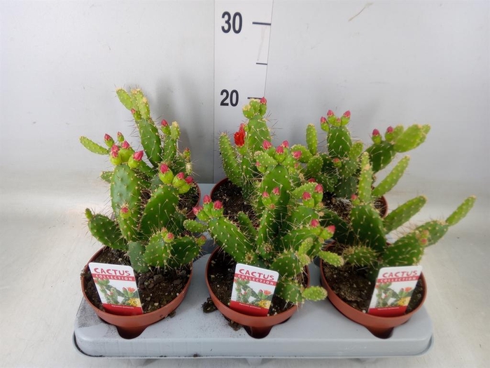 <h4>Opuntia</h4>