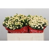 Hypericum Cool Romance