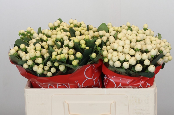 Hypericum Cool Romance