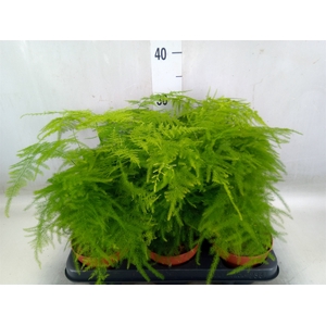 Asparagus setaceus