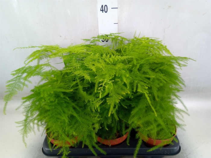 <h4>Asparagus setaceus</h4>