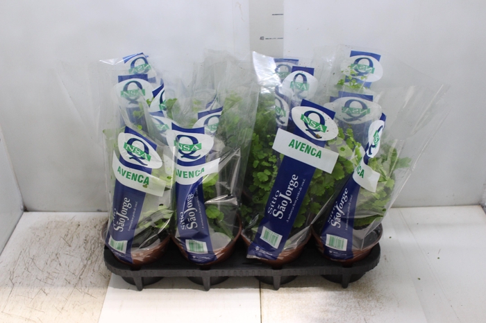 <h4>AVENCA VARIADA P15</h4>