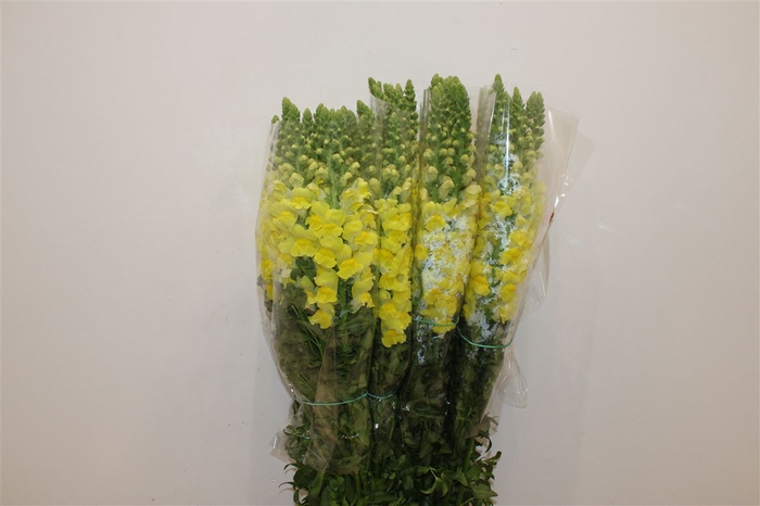 <h4>Antir Overig Yellow</h4>