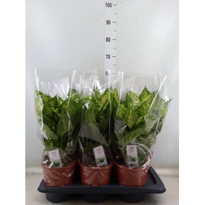 Dieffenbachia  'Compacta'