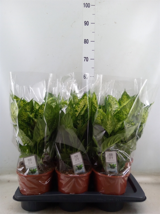 <h4>Dieffenbachia  'Compacta'</h4>