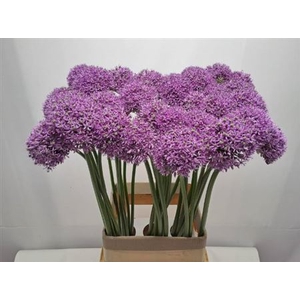 Allium Gladiator
