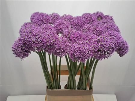 <h4>Allium Gladiator</h4>