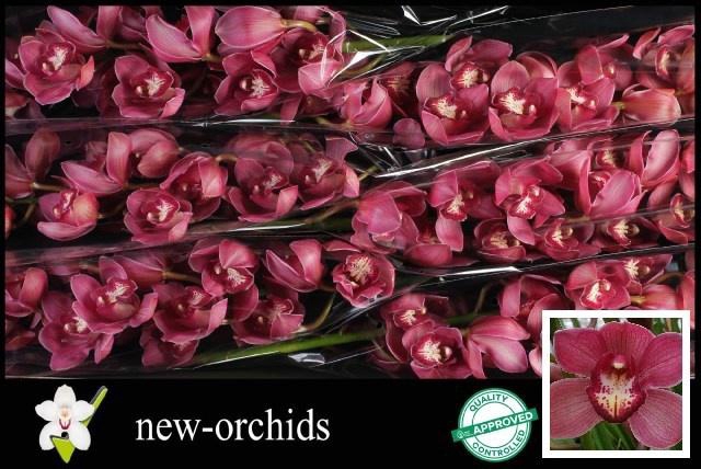 <h4>CYMB T RED DREAM</h4>