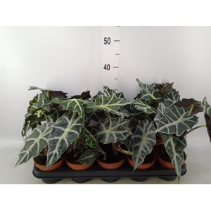 Alocasia amazonica 'Polly'