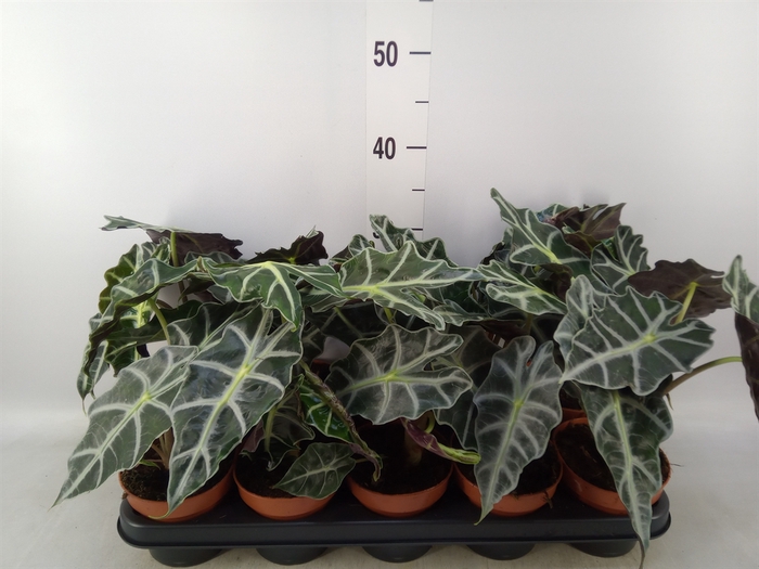 <h4>Alocasia amazonica 'Polly'</h4>
