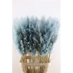 Cortaderia Super Baby Blue