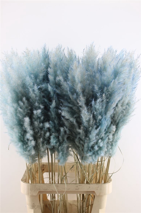 <h4>Cortaderia Super Baby Blue</h4>