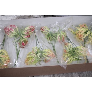 Gloriosa Rothschild