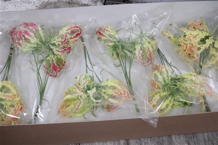 Gloriosa Rothschild Short