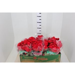 BEGONIA BALADIN P15