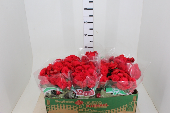 BEGONIA BALADIN P15