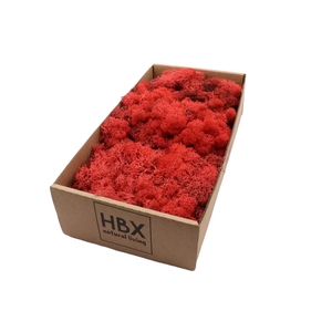 Moss Reindeer Moss 500gr Red