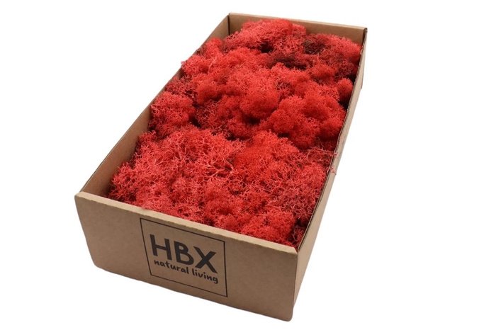 <h4>Moss Reindeer Moss 500gr Red</h4>