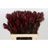 Leucadendron Saf Sunset Dark R.Spray