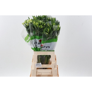 Alstr Mistral Fu