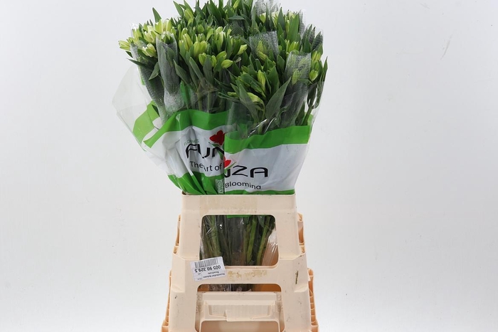 <h4>Alstr Mistral Yel Fu</h4>