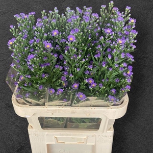 ASTER LAURA 20 GR.