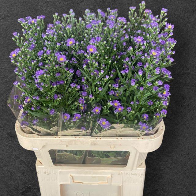 <h4>ASTER LAURA 20 GR.</h4>