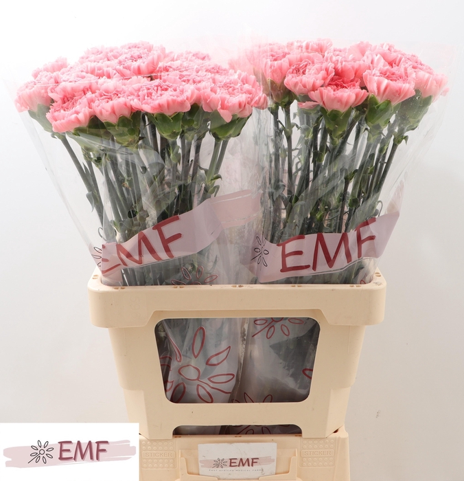 <h4>DI ST BETSY</h4>