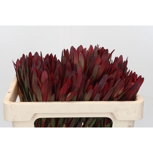 Leucadendron Saf Sunset Dark Red