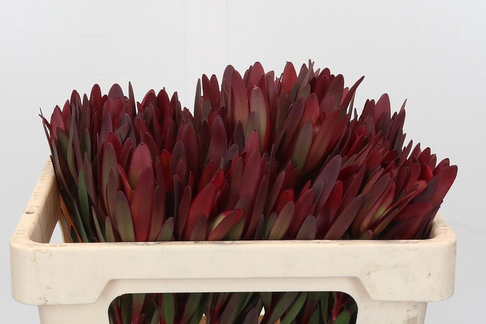 <h4>Leucadendron Saf Sunset Dark Red</h4>