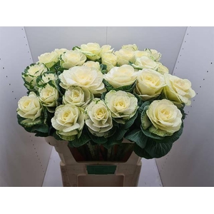 BRASS EMPIRE ALEXAND