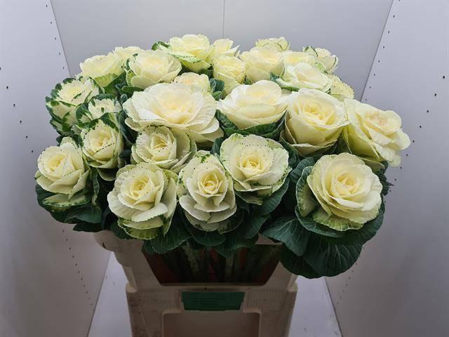 <h4>BRASS EMPIRE ALEXAND</h4>