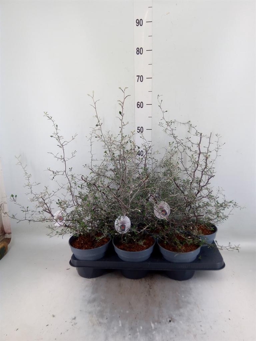 <h4>Corokia cotoneaster</h4>