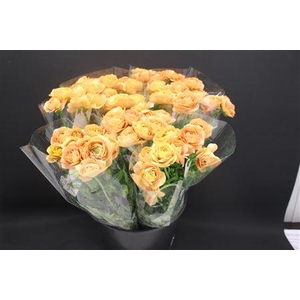 Ran Moderna Miele Salmon