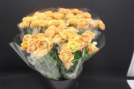 <h4>Ran Moderna Miele Salmon</h4>