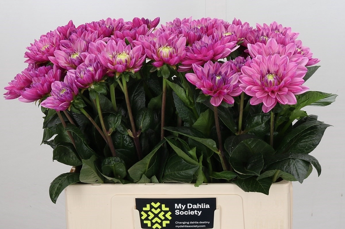 <h4>Dahlia Annamarie</h4>
